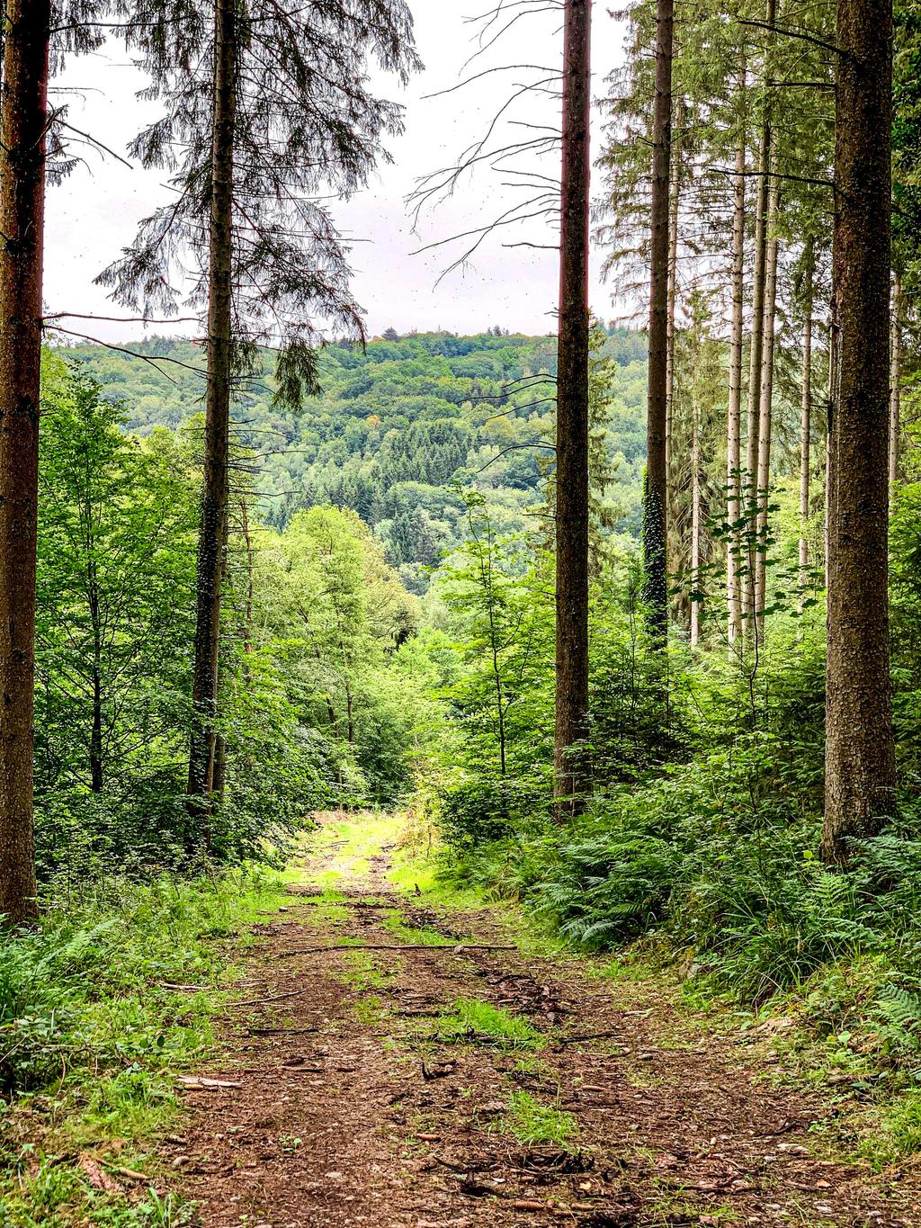 Een zicht op een bospadje waar door het bos een ander bos aan een tegenliggende heuvelrug zichtbaar is.