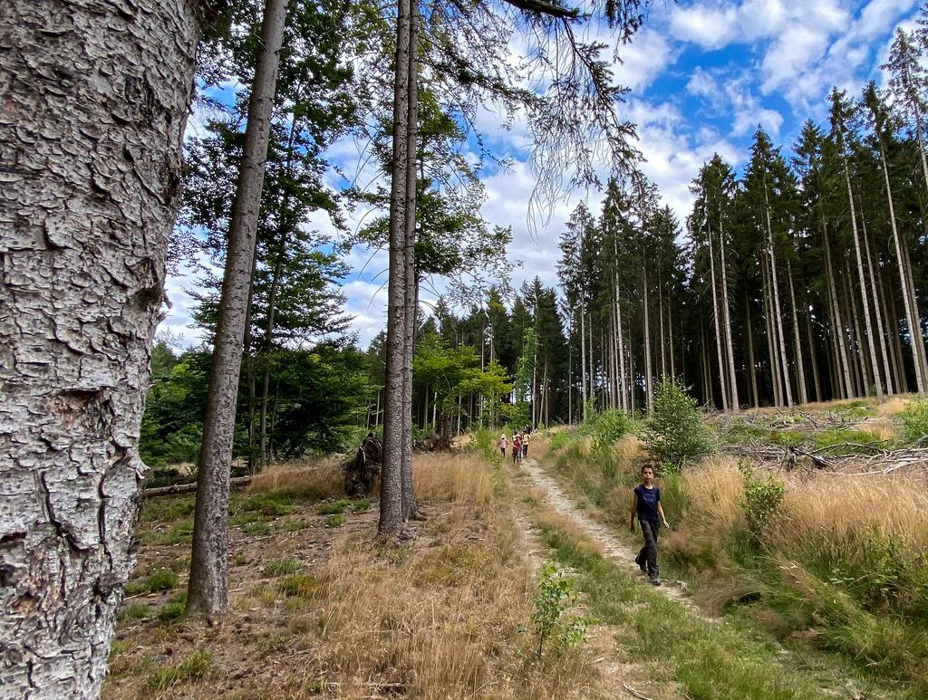 Een kind loopt voorop de groep door een heideachtig landschap met hoge dennenbomen.