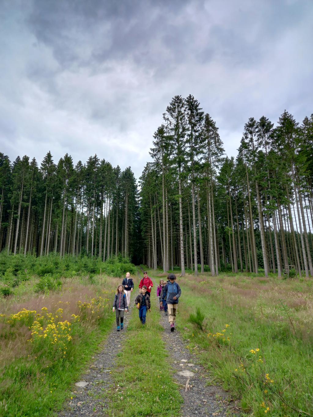 Een klein groepje wandelt over een grindpad door een veld uit een bos van hoge naaldbomen.